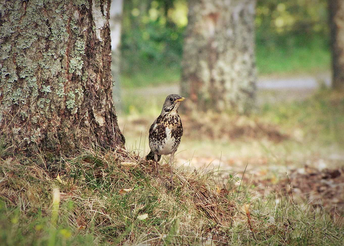 Fieldfare