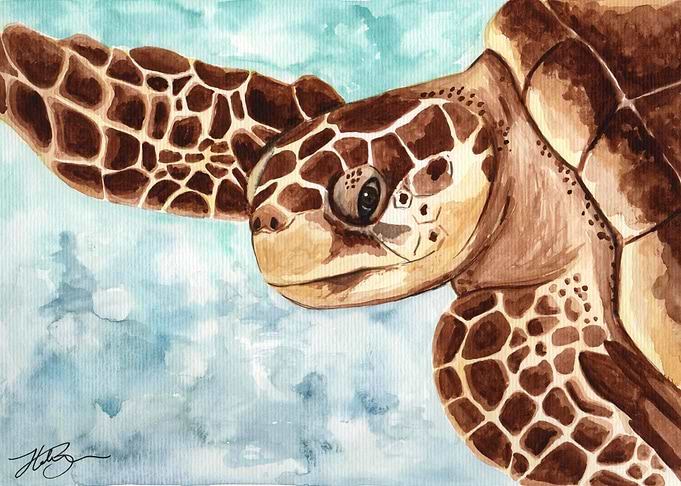 Turtle