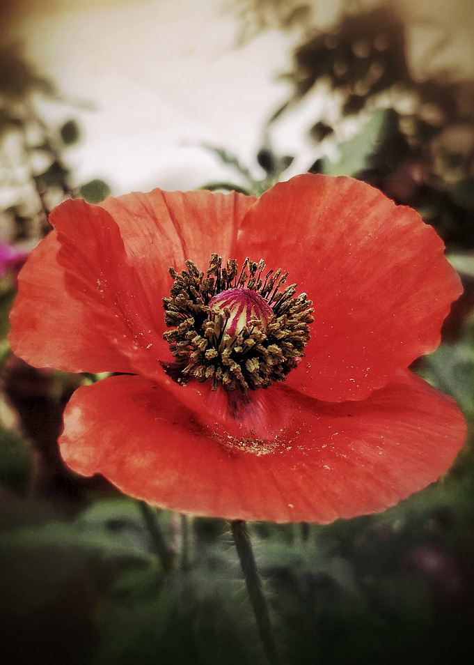 The Poppy Punch