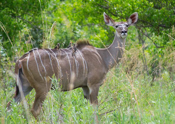 Female Khudu