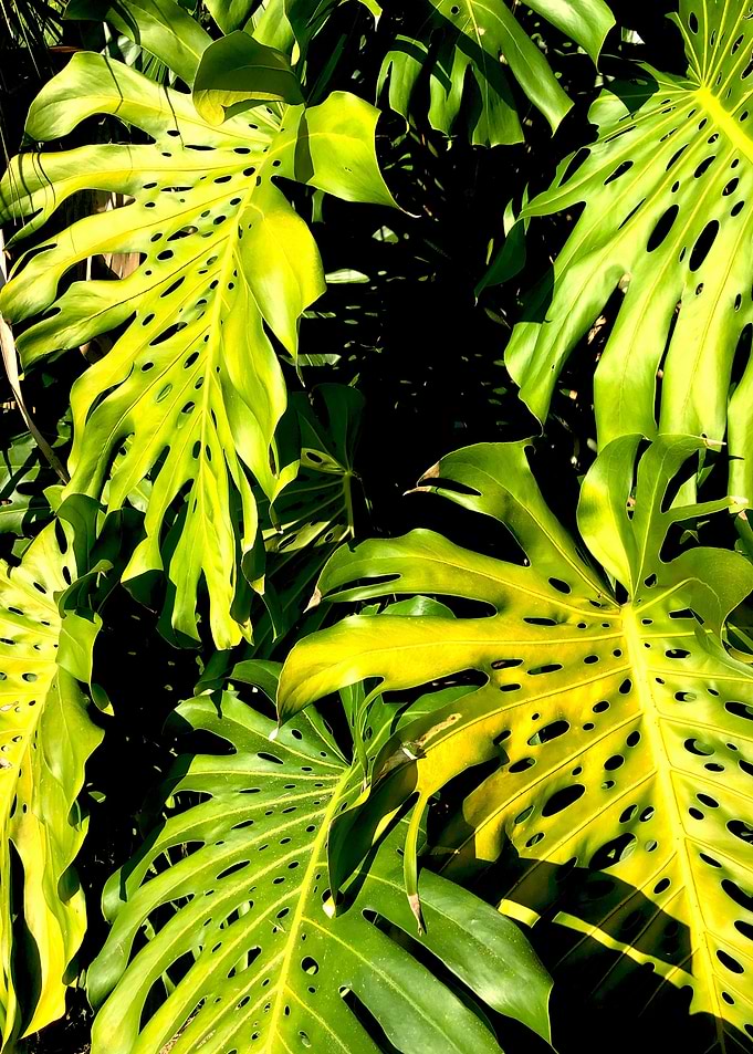 Giant Leaves