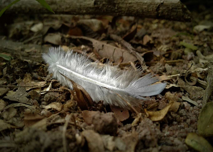 Soft as a Feather