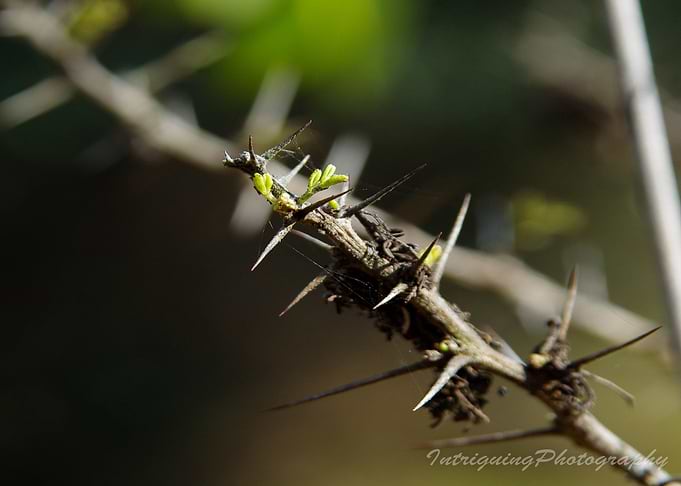 Thorny Embrace
