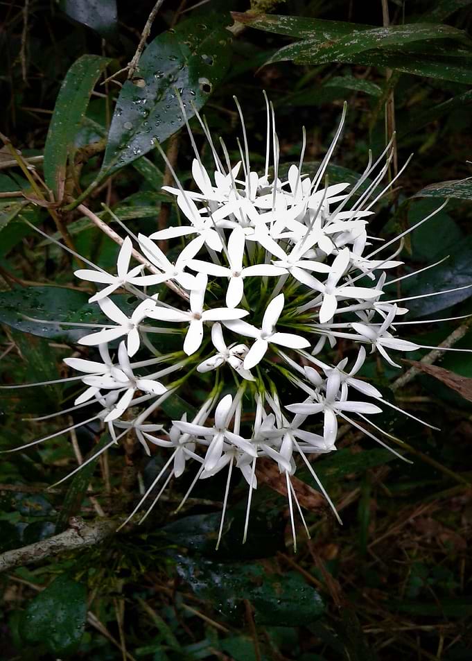 Pointy Bouquet