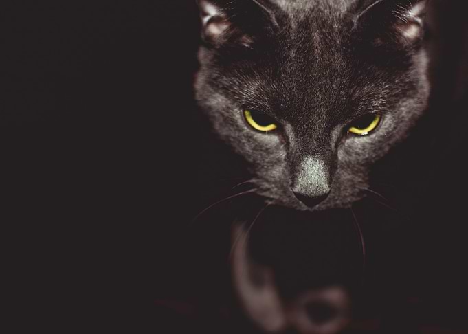 The Hunter