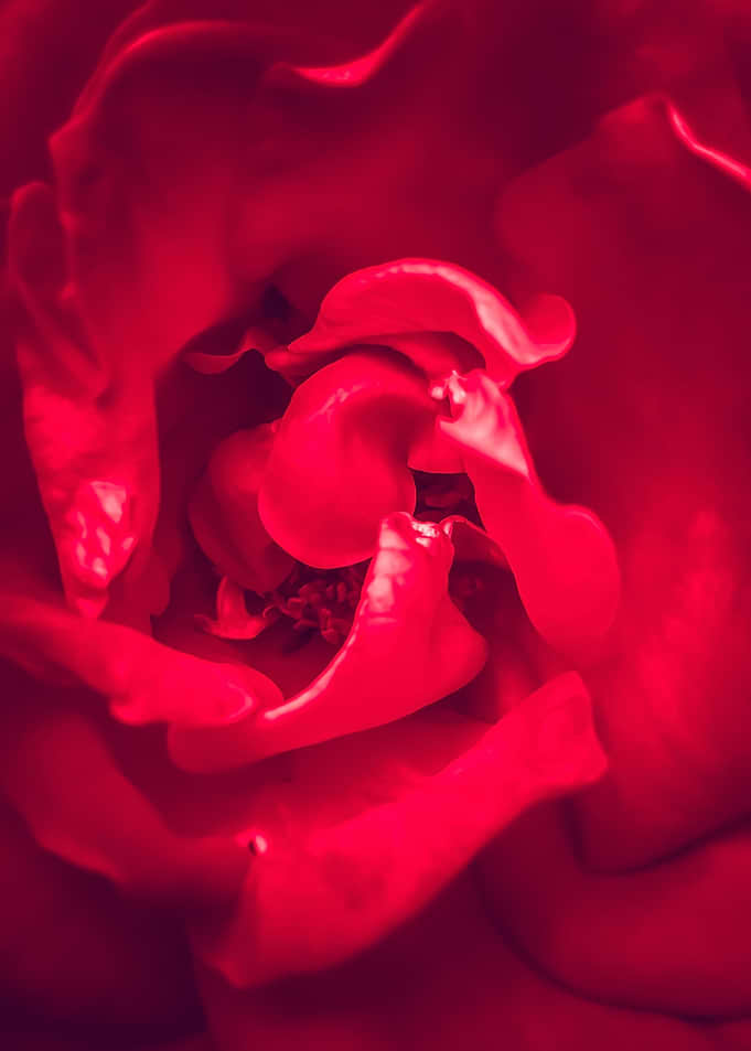 red rose