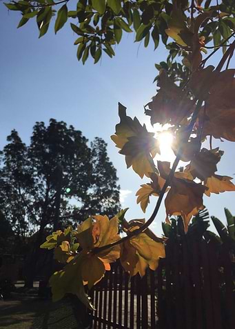 Autumn Rays