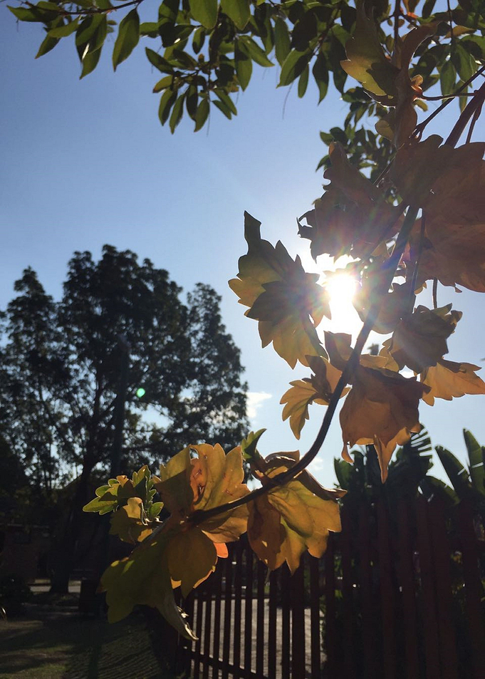 Autumn Rays