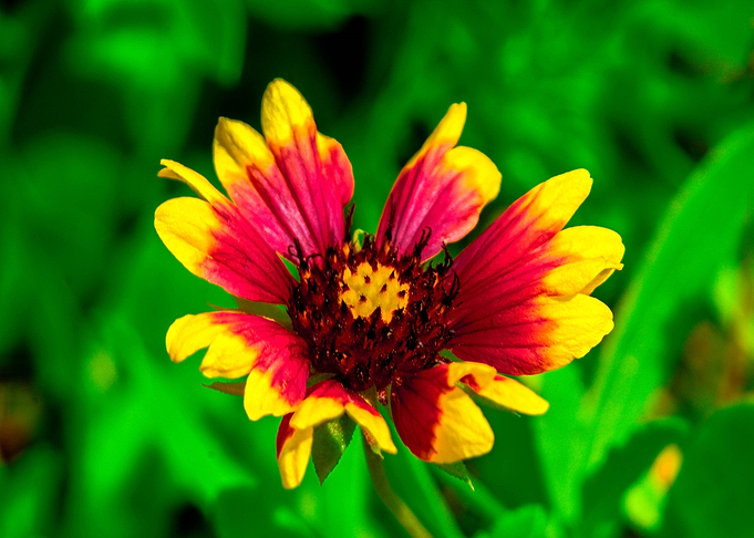 Yellow Tipped Warm Heart