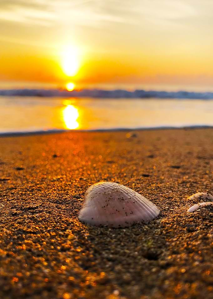 The Seashell