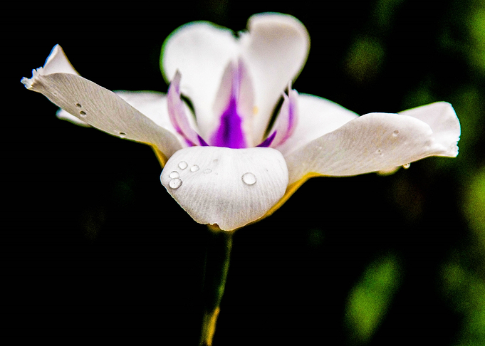 Snow White