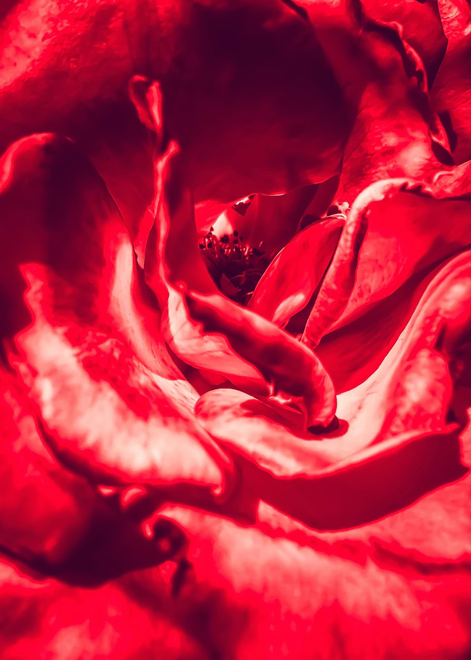 red rose