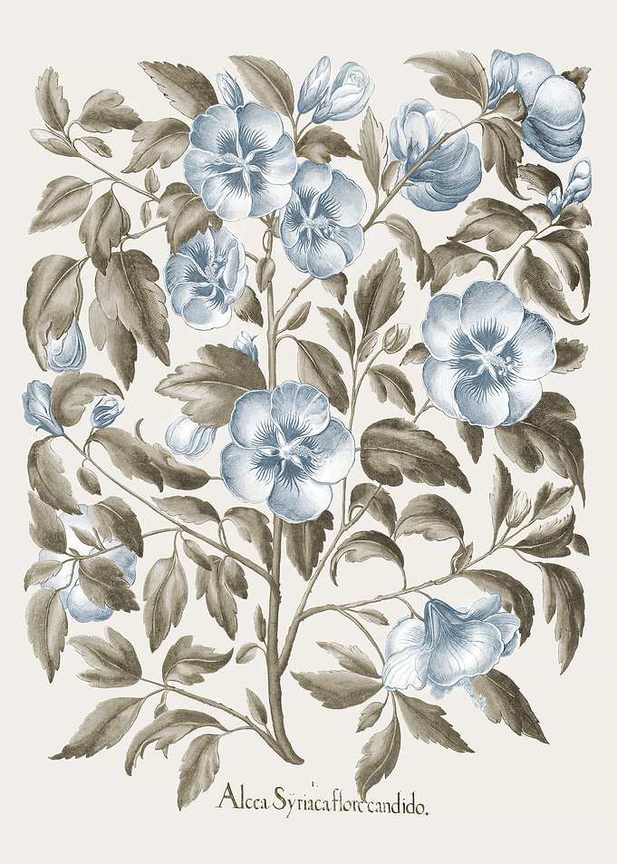 Basilius Besler