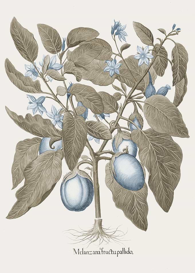 Basilius Besler