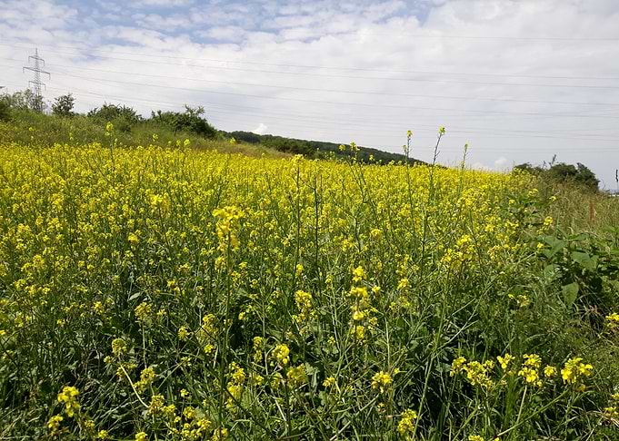 Field flowers landscape