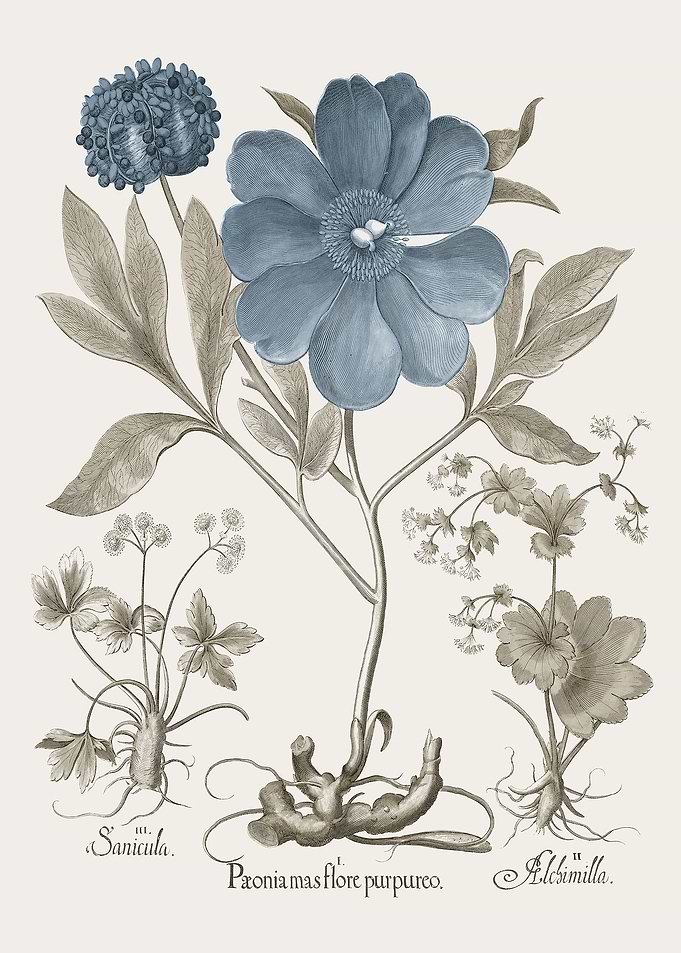 Basilius Besler