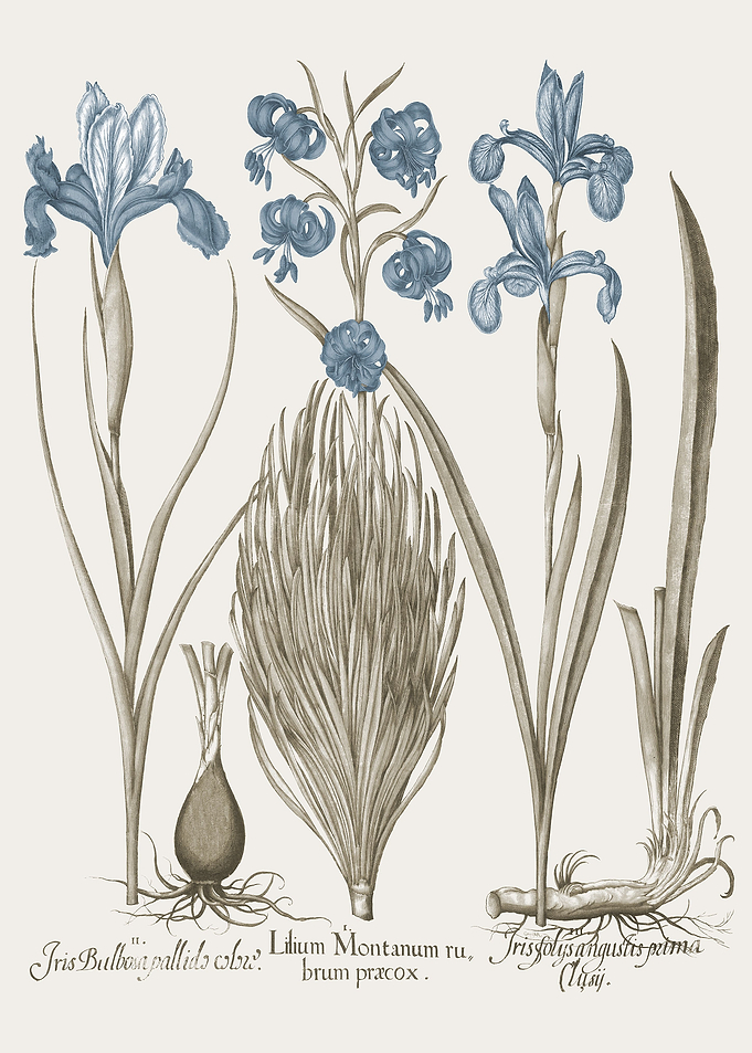 Basilius Besler Hortus Eys
