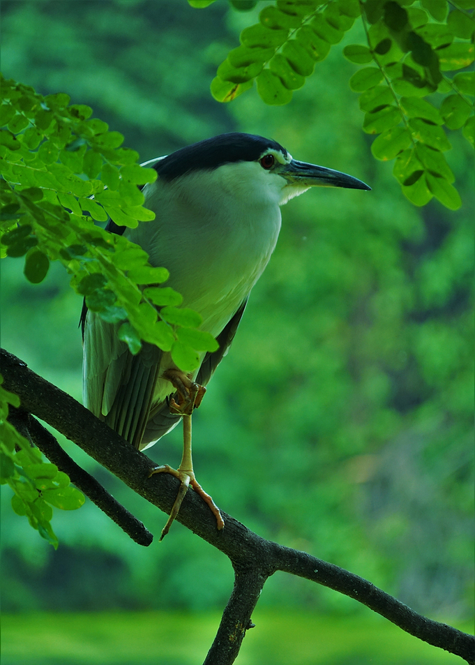 The Bird