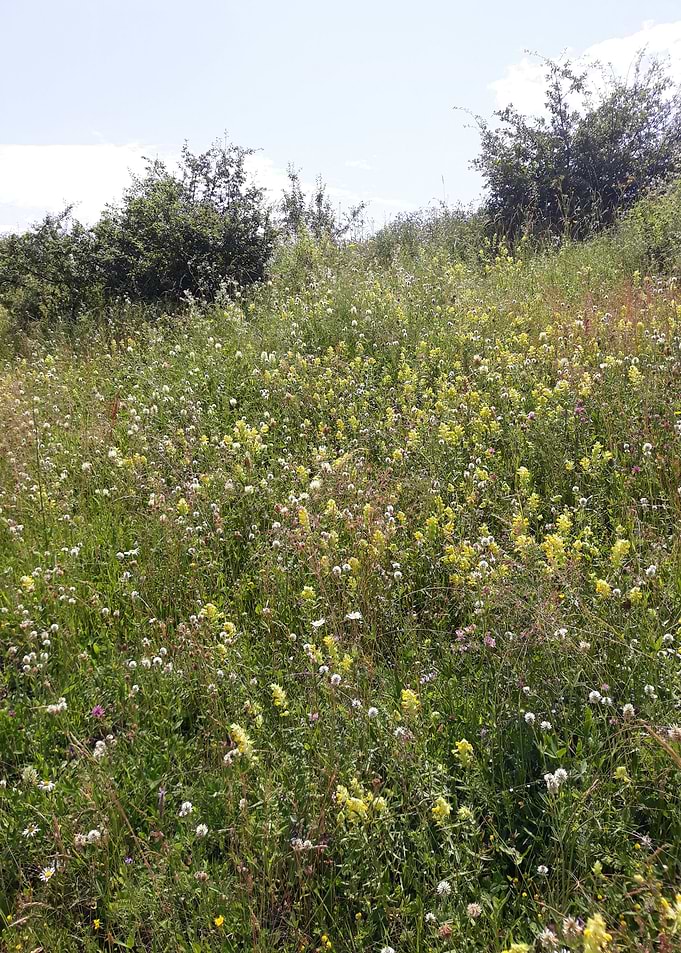 Spring flowers field