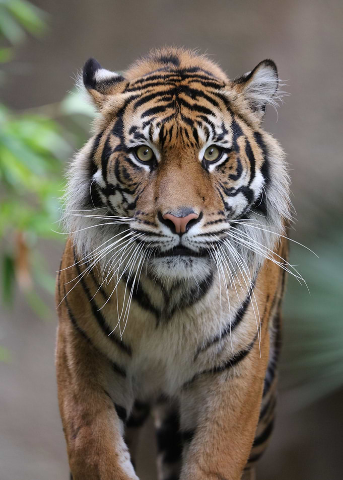 Tiger Prowl