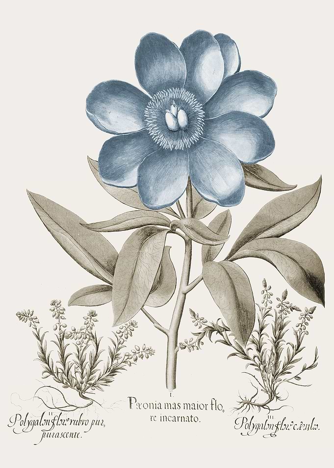Basilius Besler
