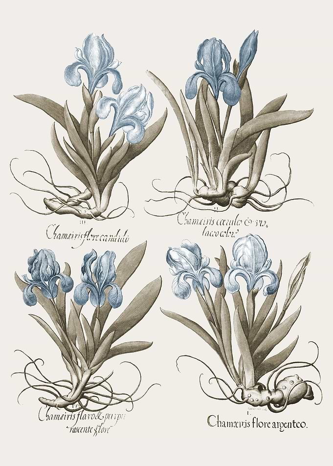 Basilius Besler