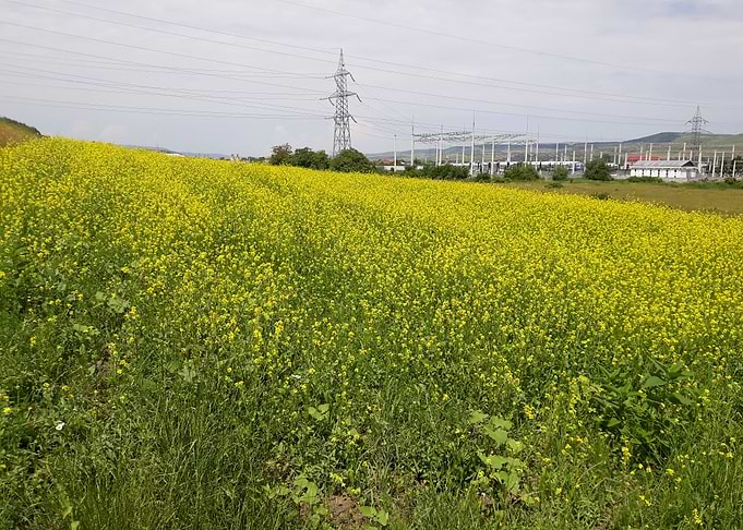 Canola field in june