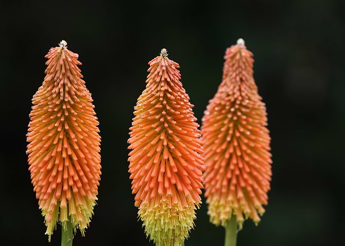 Red Hot Poker