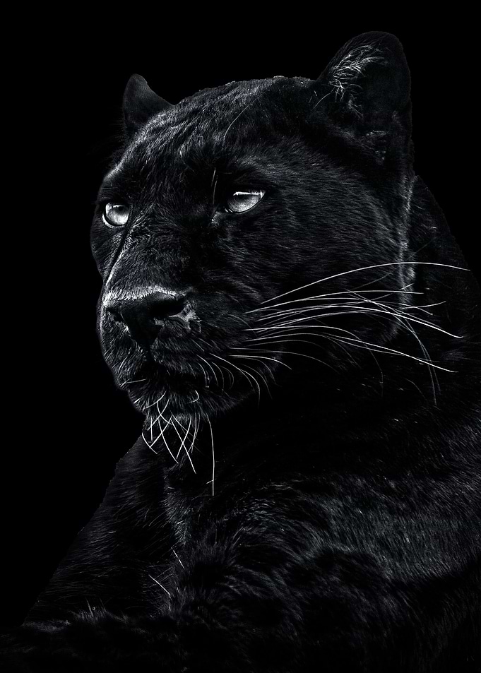 wild Black panther