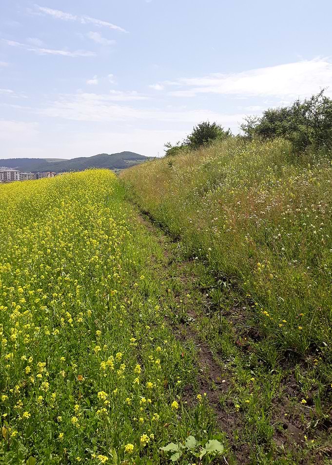 Trail with canola