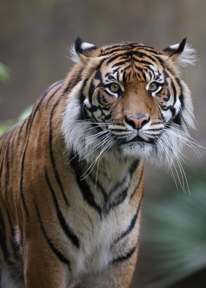 Tiger Survivor