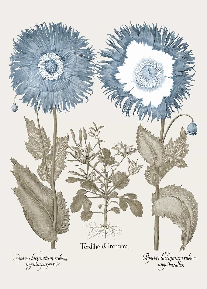 Basilius Besler