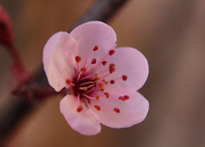 Cherry Blossom 2