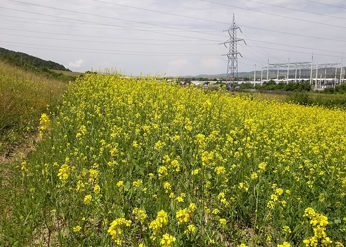 Summer field