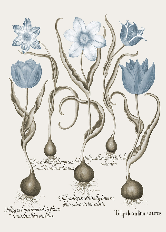 Basilius Besler