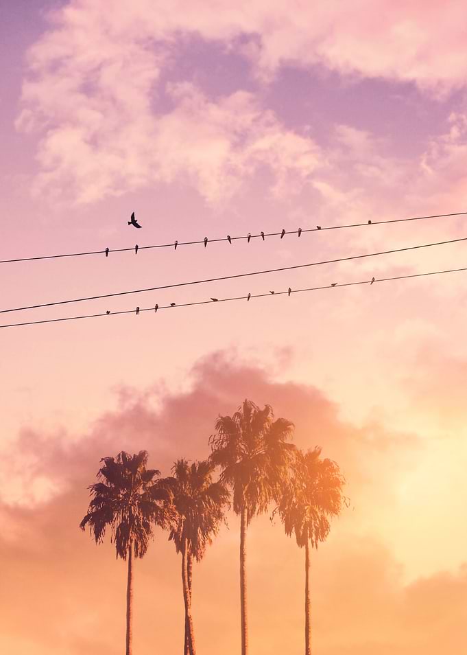 Birds on a Wire