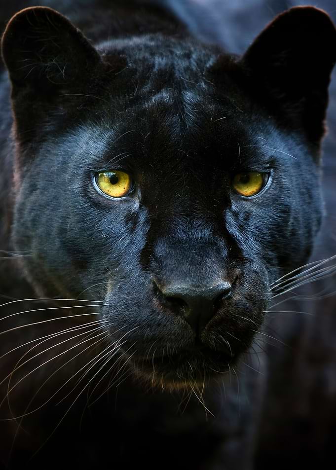 wild Black panther head