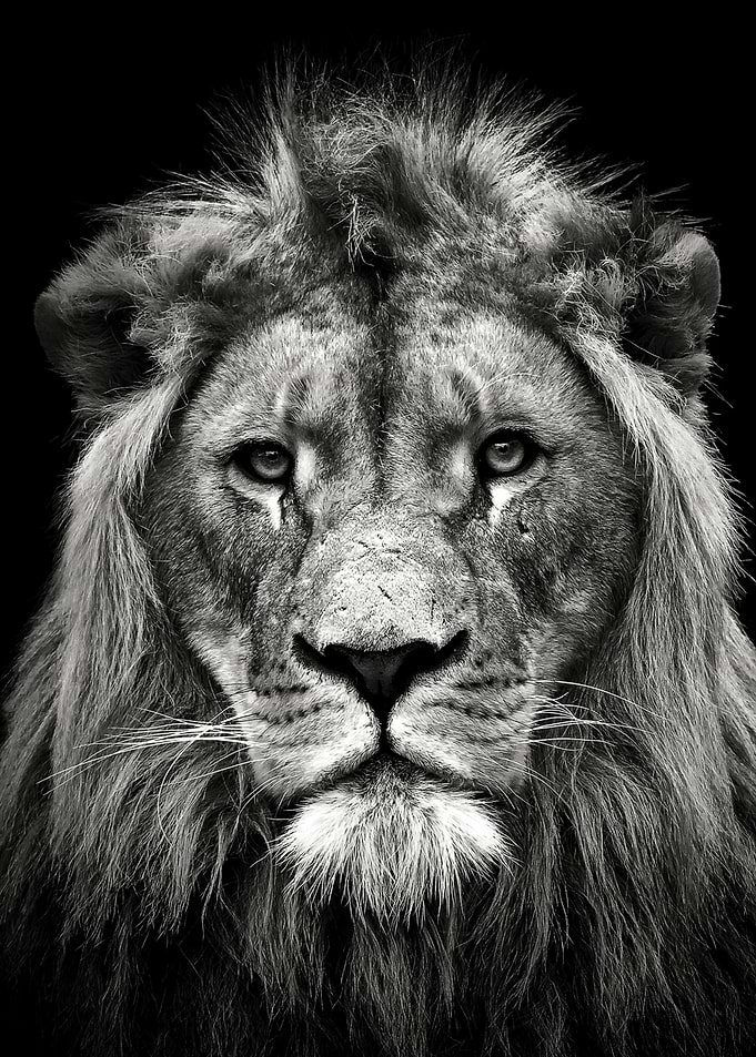 lion head black and white