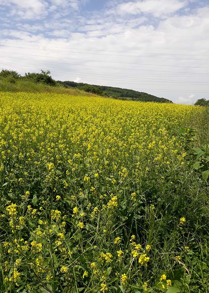 Summer field