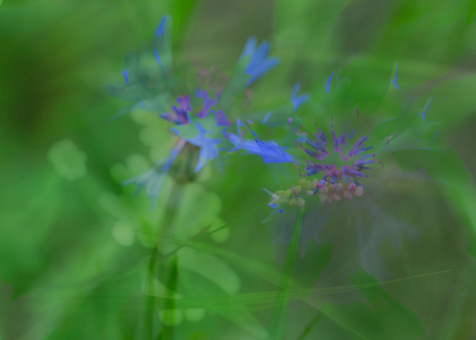 Wildflowers