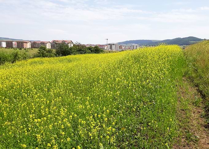 Yellow field