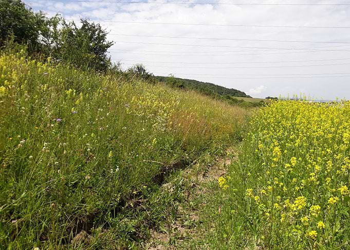 Trail among flowers