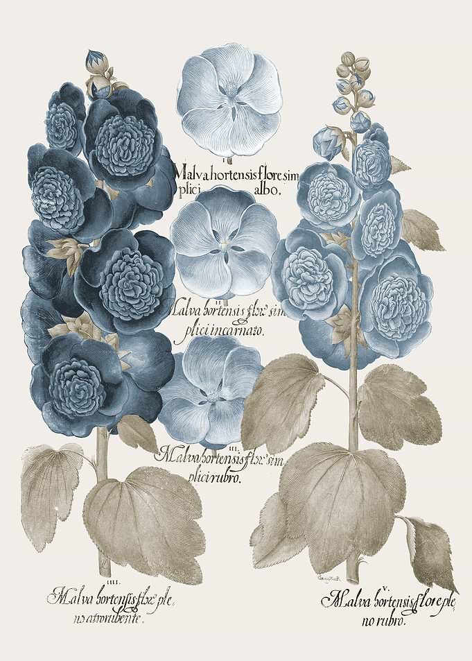 Basilius Besler