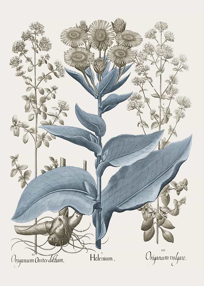 Basilius Besler