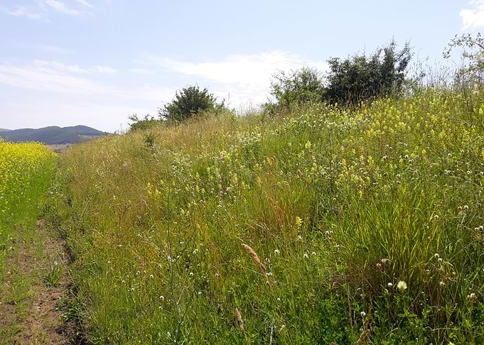 Flower landscape