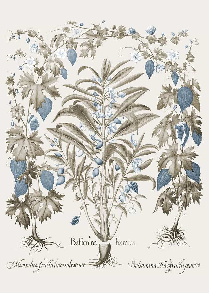 Basilius Besler
