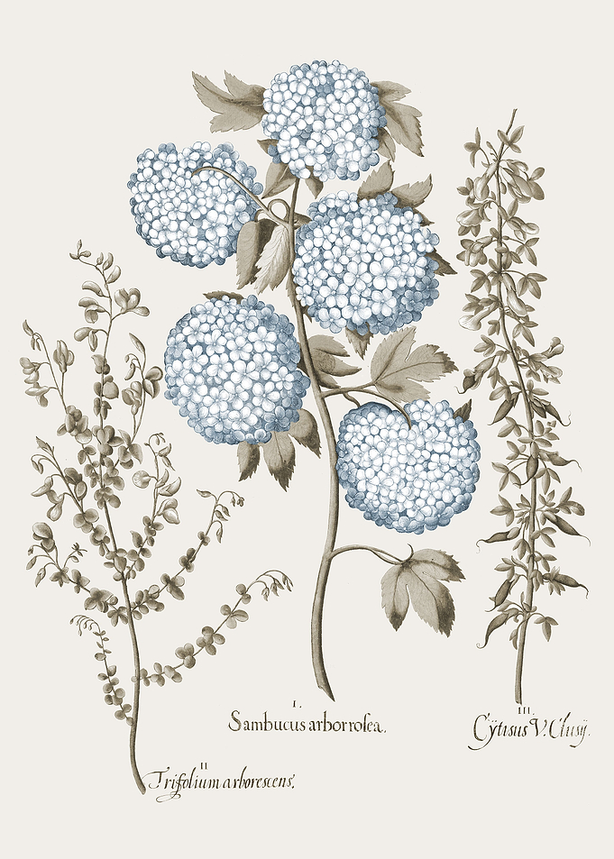 Basilius Besler Hortus