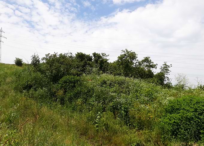 Forest hill
