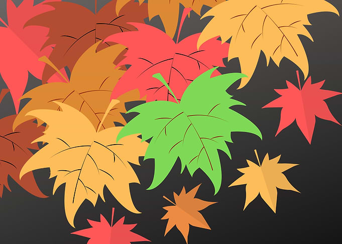 Autumn Series 3