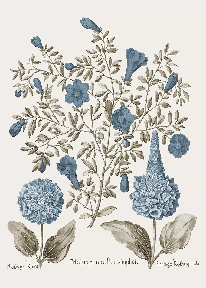 Basilius Besler